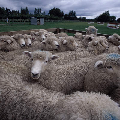 Ganado ovino Ganado ovino