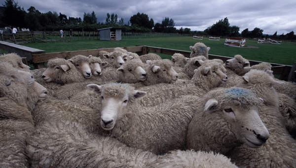 Ganado ovino Ganado ovino