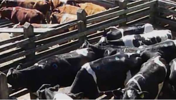 Remate de ganado en el campo Remate de ganado en el campo