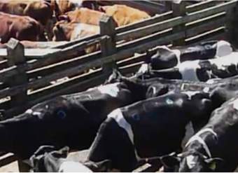 Remate de ganado en el campo Remate de ganado en el campo