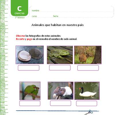 Animales que habitan en nuestro país Animales que habitan en nuestro país