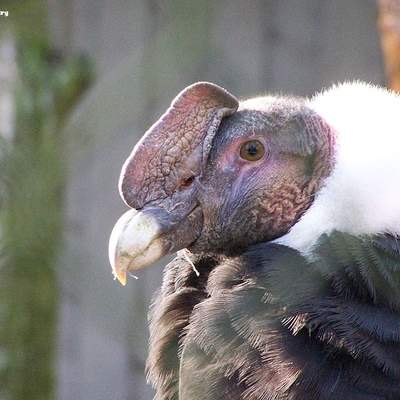 Cóndor chileno Cóndor chileno