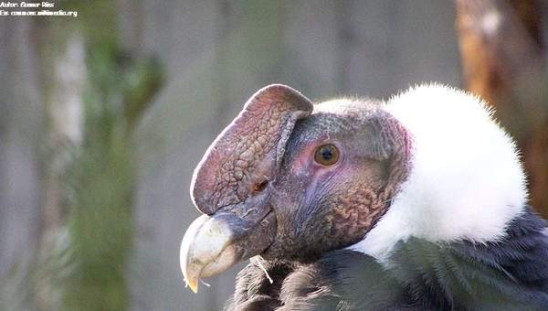 Cóndor chileno Cóndor chileno