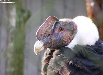 Cóndor chileno Cóndor chileno