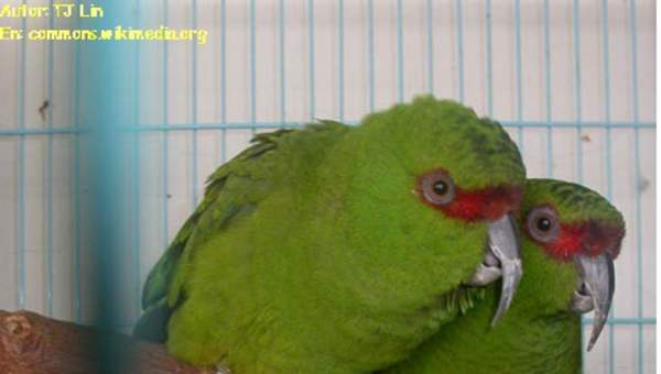 Loro chory Loro chory