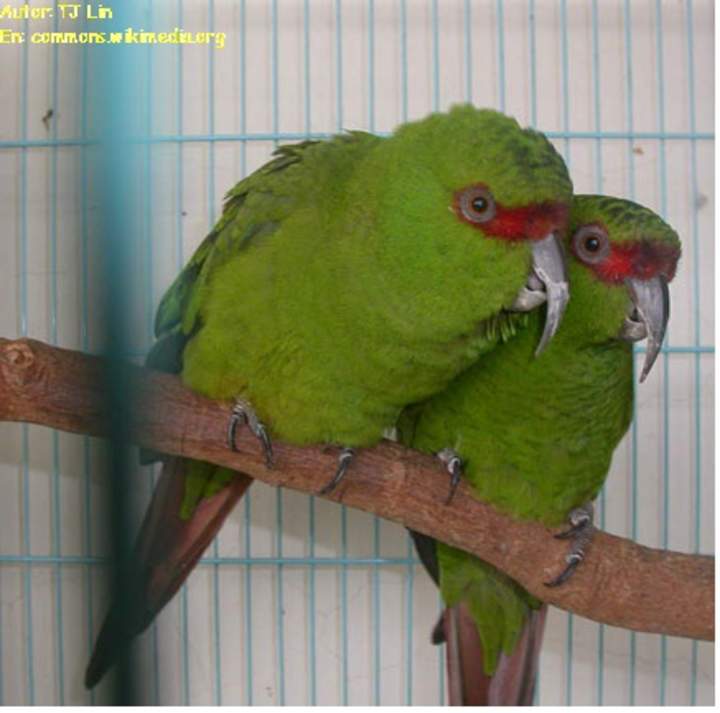 Loro chory Loro chory