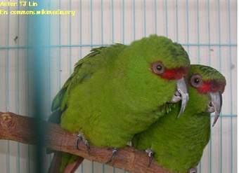 Loro chory Loro chory