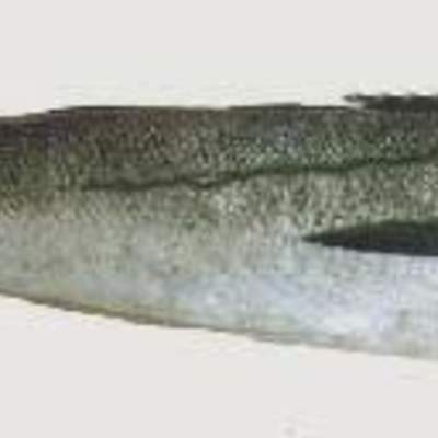 Merluza chilena Merluza chilena