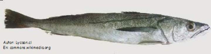Merluza chilena Merluza chilena