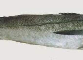 Merluza chilena Merluza chilena