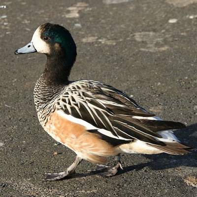 Pato real chileno Pato real chileno