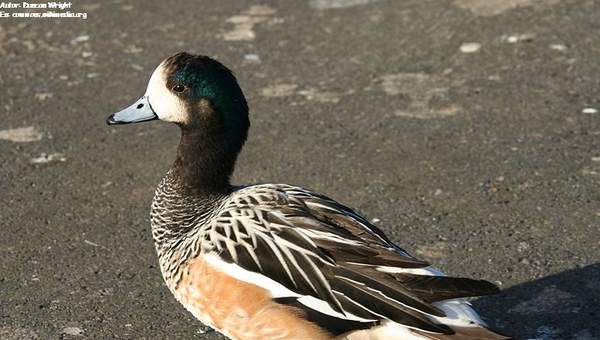 Pato real chileno Pato real chileno