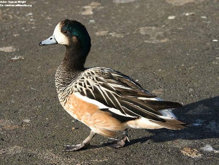 Pato real chileno Pato real chileno