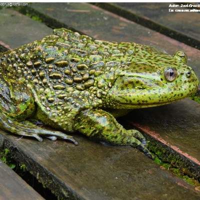 Rana chilena Rana chilena