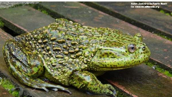 Rana chilena Rana chilena