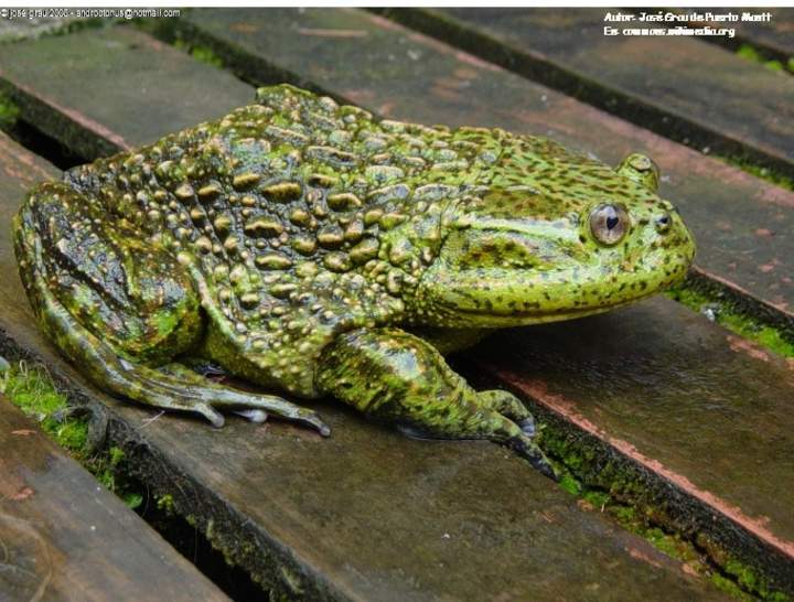 Rana chilena Rana chilena
