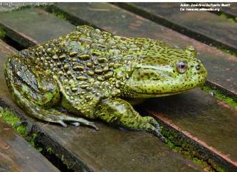 Rana chilena Rana chilena