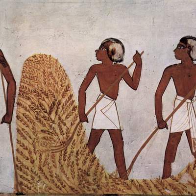 Cosecha de cereales, mural egipcio Cosecha de cereales, mural egipcio