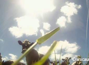 Queso de vaca normanda en la Araucanía Queso de vaca normanda en la Araucanía