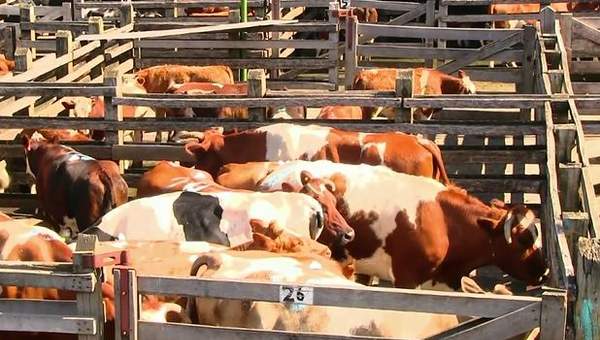 Remate de ganado en La Araucanía Remate de ganado en La Araucanía