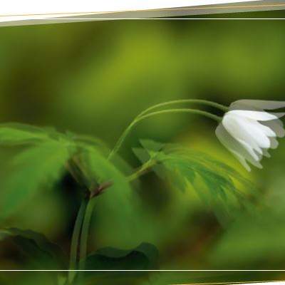 Afiche de vocabulario: trémulo Afiche de vocabulario: trémulo