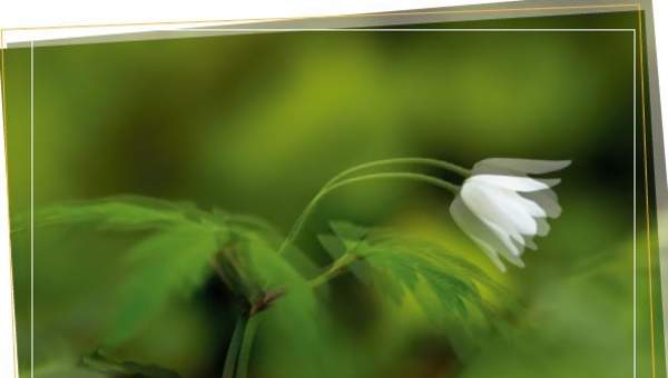 Afiche de vocabulario: trémulo Afiche de vocabulario: trémulo