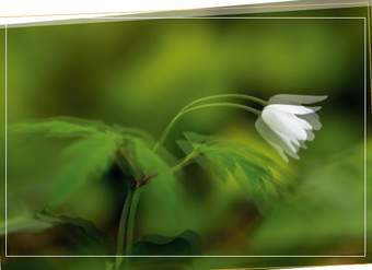 Afiche de vocabulario: trémulo Afiche de vocabulario: trémulo