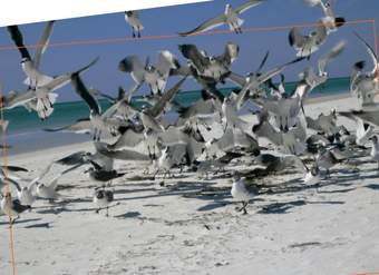 Afiche de vocabulario: alboroto Afiche de vocabulario: alboroto