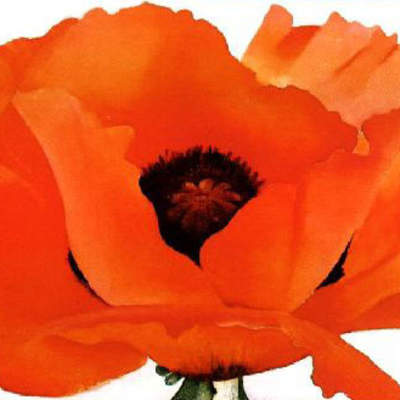 Amapola de Gergia Okeefe Amapola de Gergia Okeefe