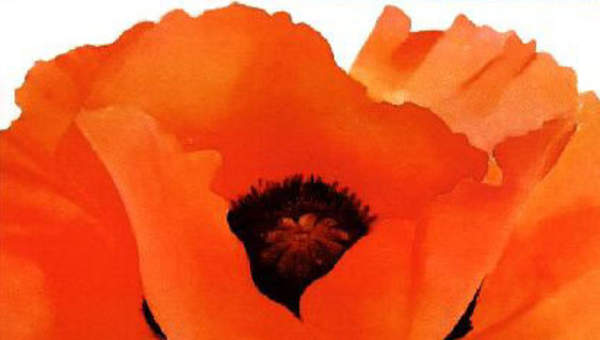 Amapola de Gergia Okeefe Amapola de Gergia Okeefe