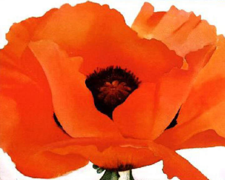 Amapola de Gergia Okeefe Amapola de Gergia Okeefe