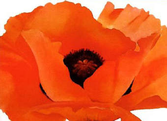 Amapola de Gergia Okeefe Amapola de Gergia Okeefe