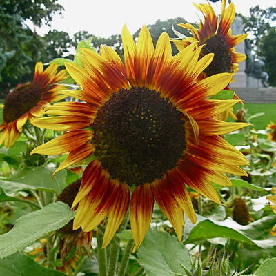Girasoles Girasoles