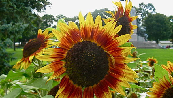 Girasoles Girasoles
