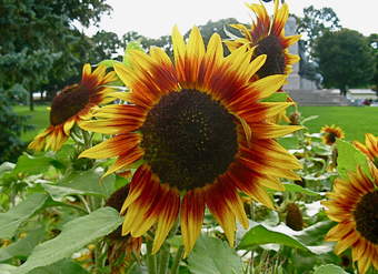 Girasoles Girasoles