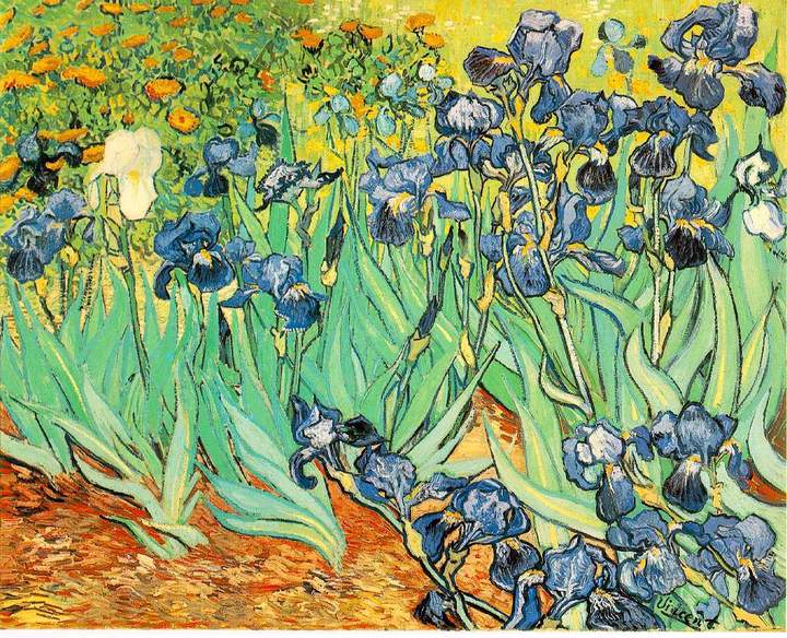 Lirios de Vincent Van Gogh Lirios de Vincent Van Gogh