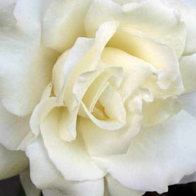Rosa Blanca Rosa Blanca