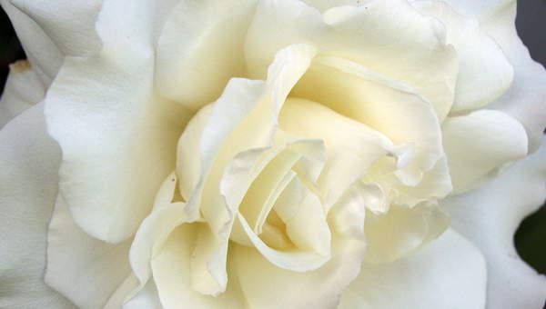 Rosa Blanca Rosa Blanca