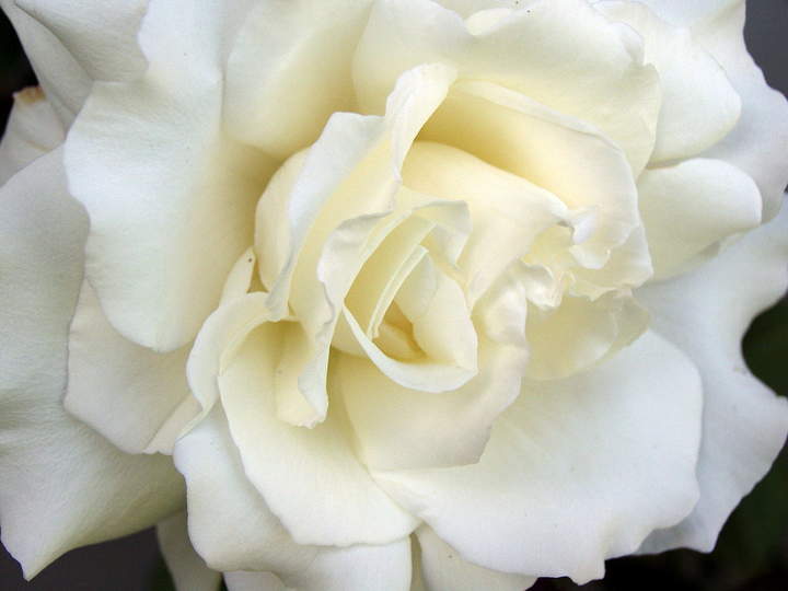 Rosa Blanca Rosa Blanca