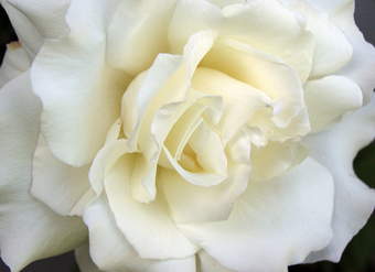 Rosa Blanca Rosa Blanca