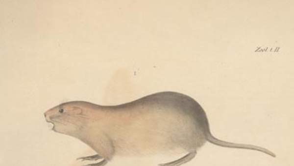 Dibujo de animales 1 Dibujo de animales 1