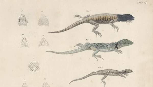 Dibujo de animales 3 Dibujo de animales 3