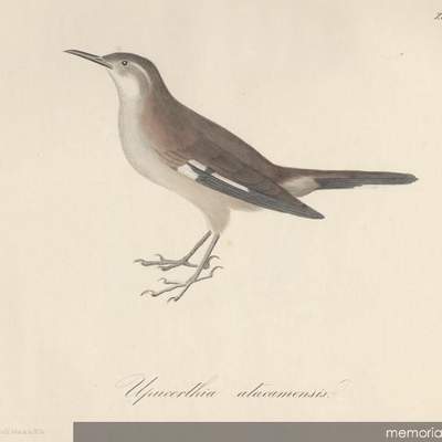 Dibujo de animales 5 Dibujo de animales 5