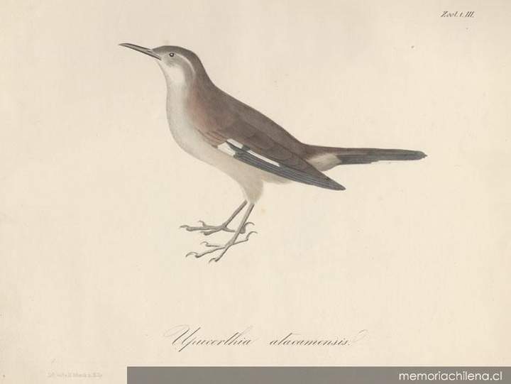 Dibujo de animales 5 Dibujo de animales 5