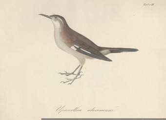 Dibujo de animales 5 Dibujo de animales 5