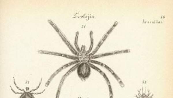 Dibujo de insectos arácnidos Dibujo de insectos arácnidos