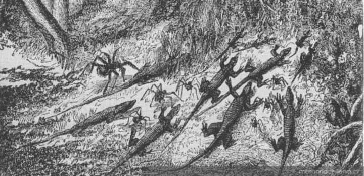 Dibujo de insectos: Invasión de hormigas en la selva brasileña Dibujo de insectos: Invasión de hormigas en la selva brasileña