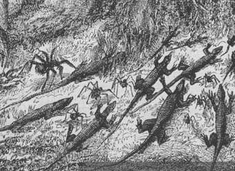 Dibujo de insectos: Invasión de hormigas en la selva brasileña Dibujo de insectos: Invasión de hormigas en la selva brasileña