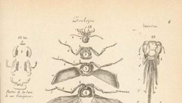 Dibujo de insectos Dibujo de insectos