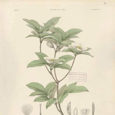 Dibujo de planta Eucryphia pinnatifolia Dibujo de planta Eucryphia pinnatifolia